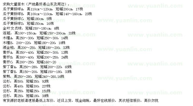 求購瓜子黃楊球、金葉女貞球、連翹