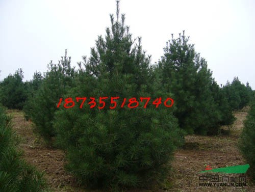6公分油松和華山松的區(qū)別一級苗子