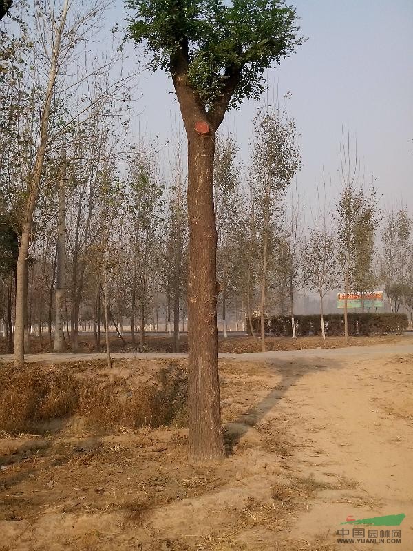 大型國槐，皂角
