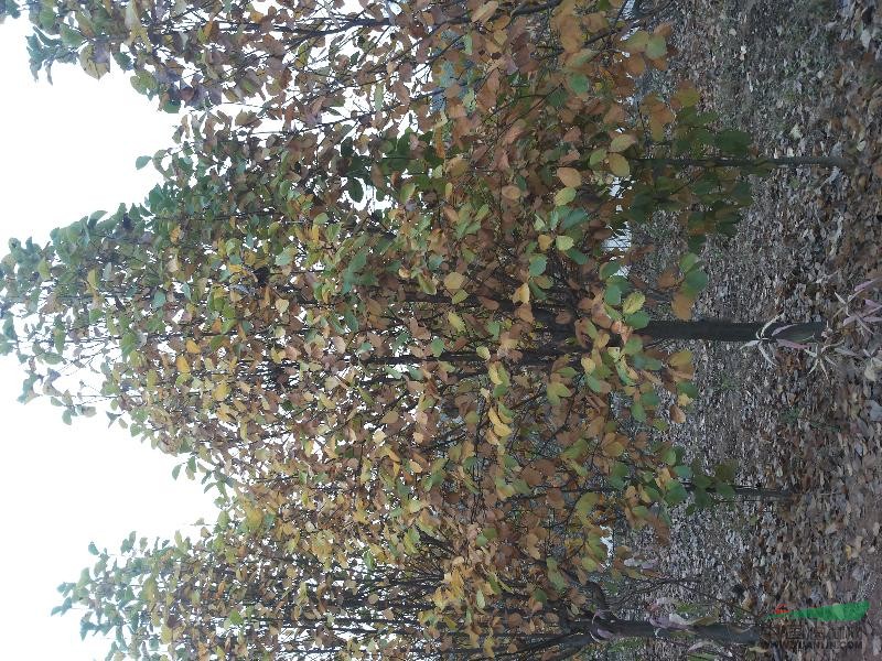 河南玉蘭基地供應8-30公分精品白玉蘭、紅玉蘭、山玉蘭