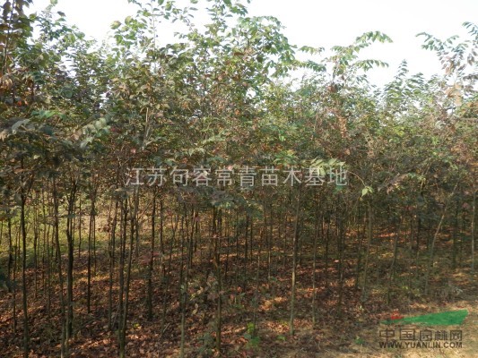 櫸樹(shù)小苗，江蘇櫸樹(shù)，鎮(zhèn)江櫸樹(shù)苗，句容優(yōu)質(zhì)櫸樹(shù)苗