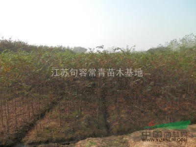 櫸樹(shù)小苗，江蘇櫸樹(shù)，鎮(zhèn)江櫸樹(shù)苗，句容優(yōu)質(zhì)櫸樹(shù)苗