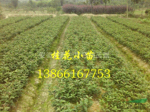 安徽桂花小苗