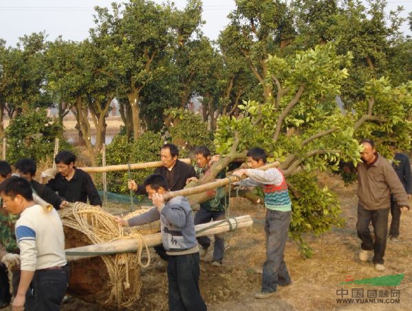 60-70公分的香櫞香泡特價批發(fā)，小賓特供