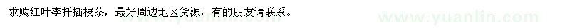 求購(gòu)紅葉李枝條
