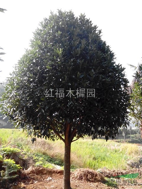 有大量直徑4-7厘米的大葉丹桂，