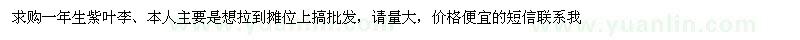 求購一年生紫葉李