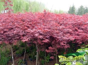 河南紅玉蘭價格