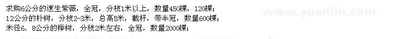 求購速生紫薇、樸樹、櫸樹