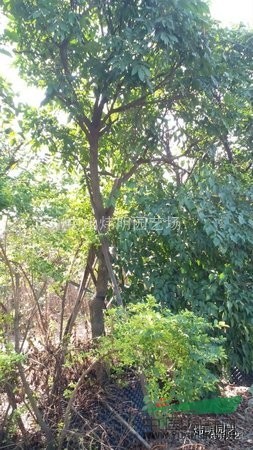 珠三角地區(qū)10公分胸徑龍眼