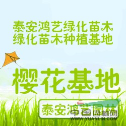 山東櫻花@山東櫻花價格@山東櫻花種植基地@6公分櫻花價格@