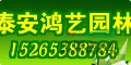 山東櫻花@山東櫻花價格@山東櫻花種植基地@6公分櫻花價格@