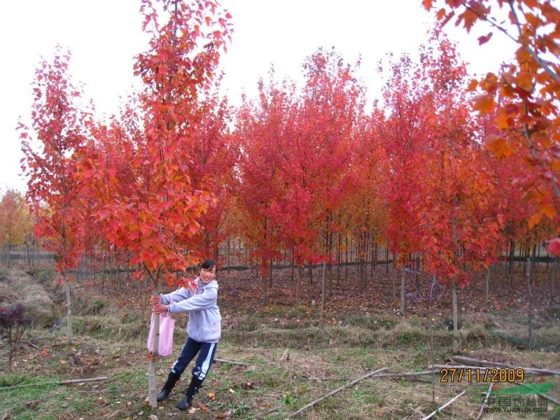 南京紅楓的價格，1公分紅楓的價格，2公分紅楓的價格 