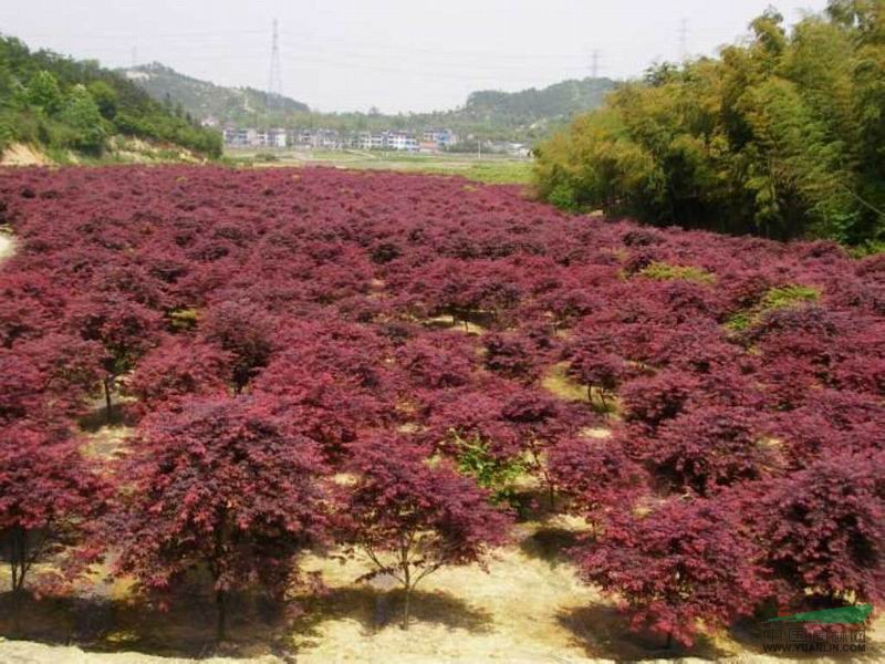 南京紅楓的價格，6公分紅楓的價格，7公分紅楓的價格 