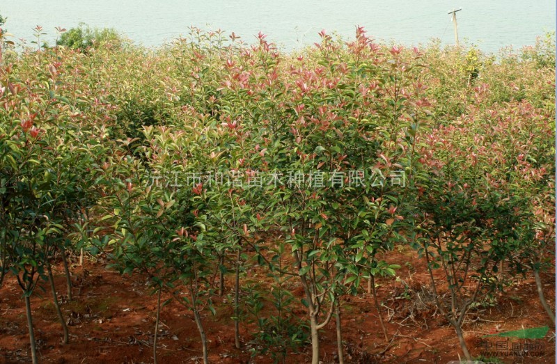 紅葉石楠 5-8公分 湖南地區(qū) 苗圃自銷