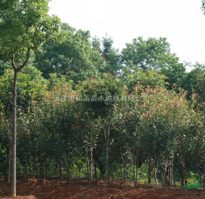 紅葉石楠 5-8公分 湖南地區(qū) 苗圃自銷