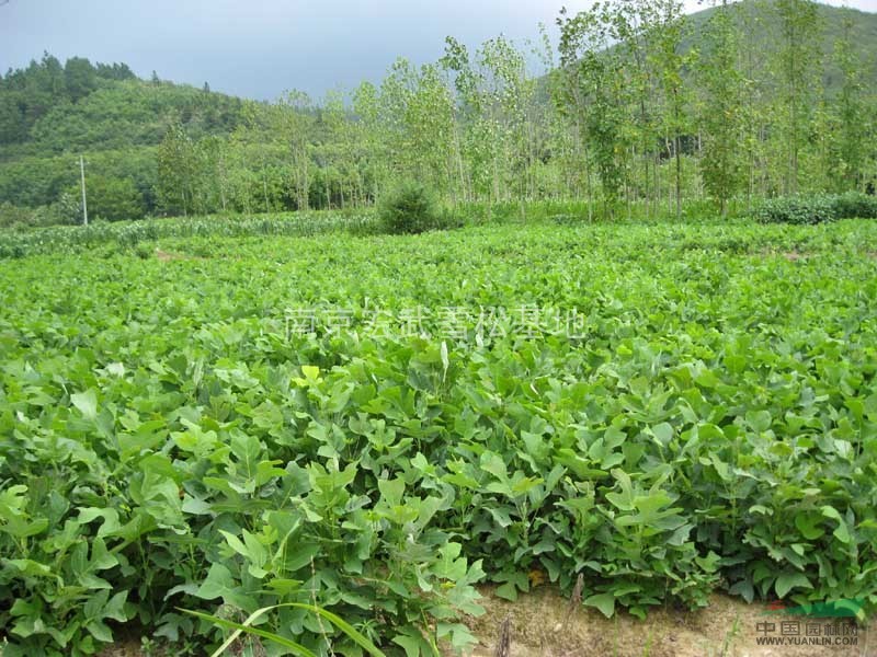 馬褂木市場價(jià)格，馬褂木苗木價(jià)格