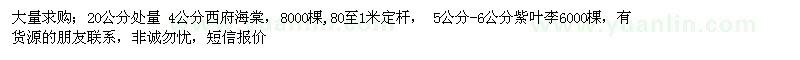 求購4公分西府海棠、紫葉李