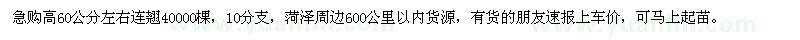 求購高60公分左右連翹