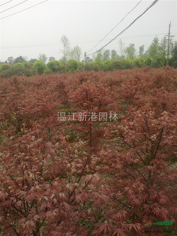 温江新港园林大量供应成都红枫，中国红枫，浙江红枫