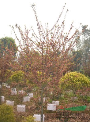 南京櫻花的價(jià)格，8公分櫻花的價(jià)格，10公分櫻花的價(jià)格 