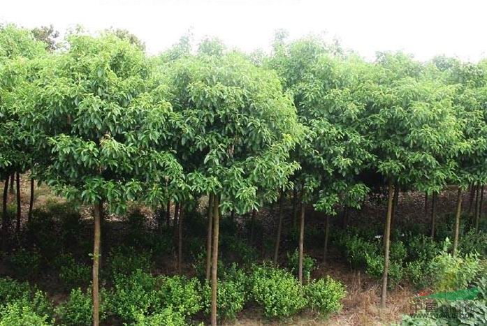 南京香樟的價(jià)格。10公分香樟的價(jià)格，12公分香樟的價(jià)格 