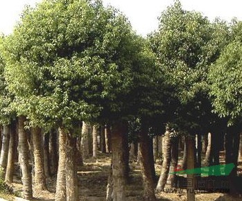南京香樟的價(jià)格，15公分香樟的價(jià)格，20公分香樟的價(jià)格
