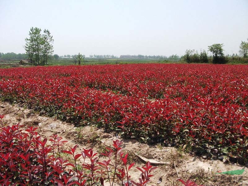 南京紅葉石楠球價(jià)格，1.8米紅葉石楠球的價(jià)格，紅葉石楠球價(jià)格