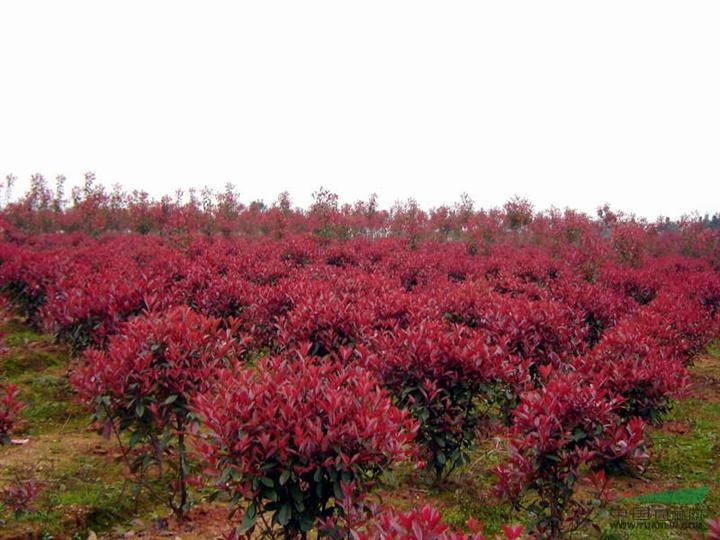 南京紅葉石楠球價(jià)格，1.8米紅葉石楠球的價(jià)格，紅葉石楠球價(jià)格