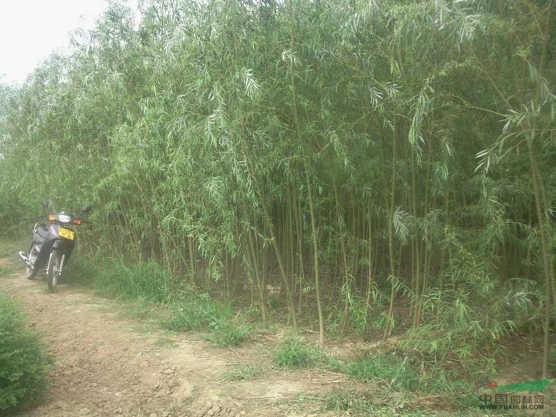 南京垂柳的價(jià)格。10公分垂柳的價(jià)格，12公分垂柳的價(jià)格