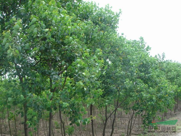 南京烏桕的價(jià)格，5公分烏桕的價(jià)格，8公分烏桕的價(jià)格