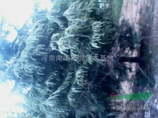 園林