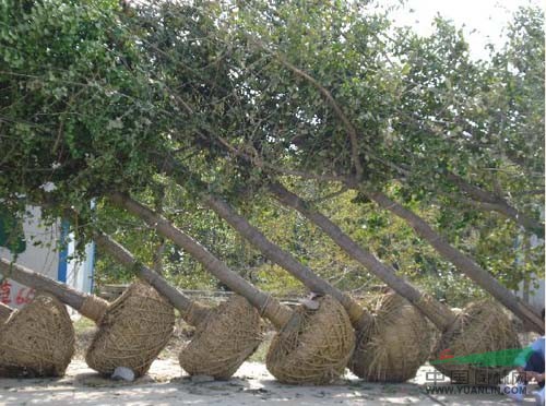 湖南宏景苗木基地長(zhǎng)期特供15公分湖南嫁接銀杏薄利多銷