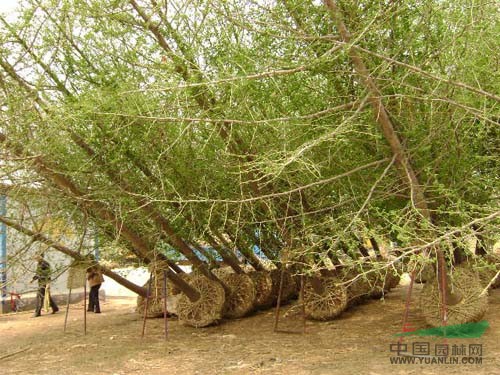 湖南宏景苗木基地長(zhǎng)期特供15公分湖南嫁接銀杏薄利多銷