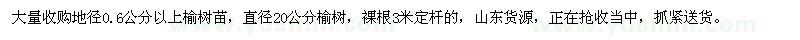 求購(gòu)地徑0.6公分以上榆樹(shù)苗、直徑20公分榆樹(shù)