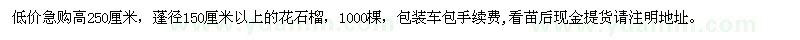 求購高250公分花石榴