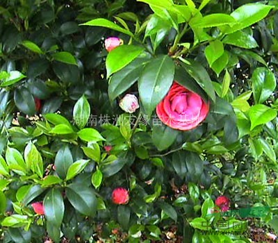 湖南大茶花、湖南茶梅球、茶花茶梅價格、小王苗圃優(yōu)價供應