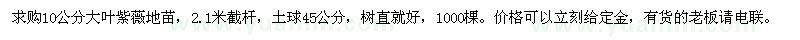 求購10公分大葉紫薇地苗