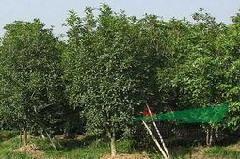云南桂花價格 云南桂花價格供應(yīng) 南京桂花價格報價咨詢