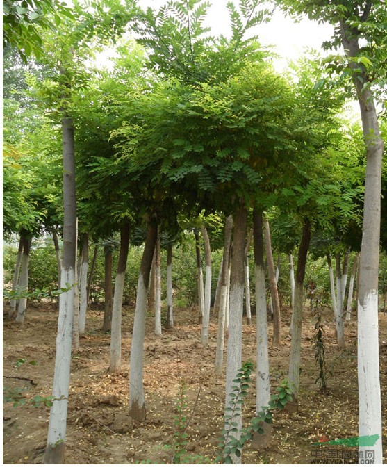 綠化苗木 國槐樹國槐 槐樹 槐蕊 豆槐 白槐 細(xì)葉槐、