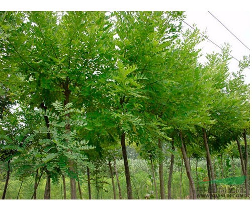 綠化苗木 國槐樹國槐 槐樹 槐蕊 豆槐 白槐 細(xì)葉槐、