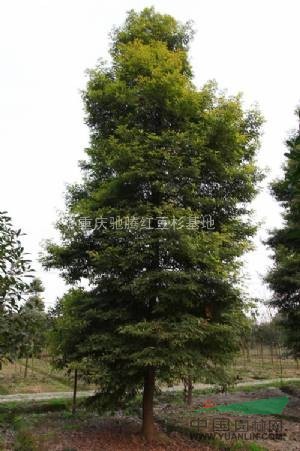 批發(fā)湖北楨楠種子湖北小葉楨楠種子湖北金絲楠種子湖北楠木種子