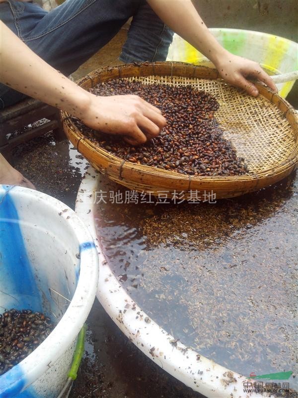批發(fā)湖北楨楠種子湖北小葉楨楠種子湖北金絲楠種子湖北楠木種子