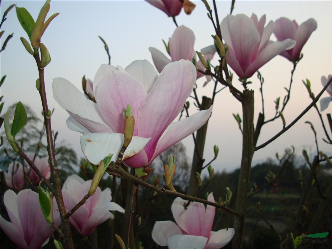 廣玉蘭.紅白玉蘭