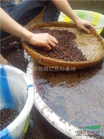 原產(chǎn)地供應(yīng)金絲楠種子