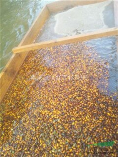 原產(chǎn)地供應(yīng)金絲楠種子