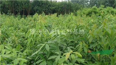 楨楠、楨楠價(jià)格、優(yōu)質(zhì)楨楠批發(fā)/采購(gòu) 、小葉楨楠 小葉楨楠