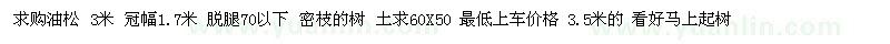 求購3米油松