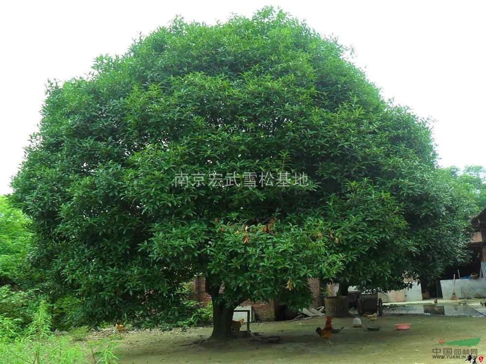 桂花樹種植技術(shù)，桂花樹價格分析