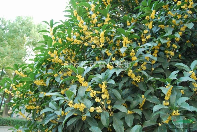 桂花樹種植技術(shù)，桂花樹價格分析